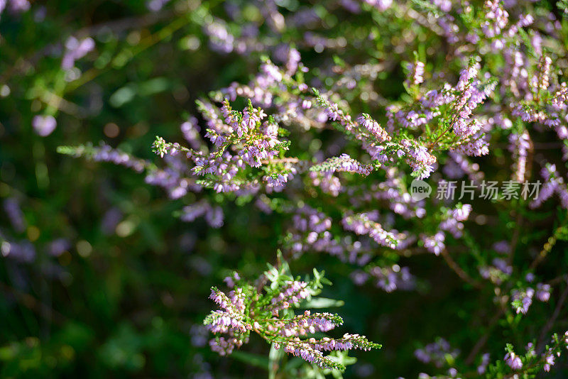 野生紫色普通石南也被称为Calluna Vulgaris开花的选择焦点